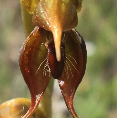 Oligochaetochilus calceolus (Bungonia Rustyhood) at Bungonia State Conservation Area - 31 Oct 2021 by Ned_Johnston