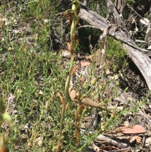 Oligochaetochilus calceolus at Bungonia, NSW - 31 Oct 2021