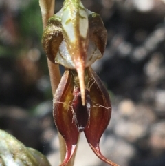 Oligochaetochilus calceolus (Bungonia Rustyhood) at Bungonia State Conservation Area - 31 Oct 2021 by Ned_Johnston