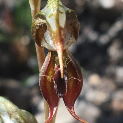 Oligochaetochilus calceolus (Bungonia Rustyhood) at Goulburn Mulwaree Council - 31 Oct 2021 by NedJohnston