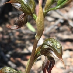 Oligochaetochilus calceolus at Bungonia, NSW - suppressed