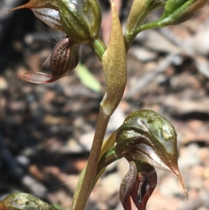 Oligochaetochilus calceolus at Bungonia, NSW - 31 Oct 2021