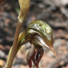 Oligochaetochilus calceolus at Bungonia, NSW - suppressed