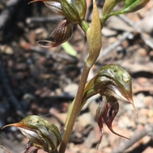 Oligochaetochilus calceolus at Bungonia, NSW - 31 Oct 2021