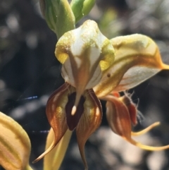 Oligochaetochilus calceolus (Bungonia Rustyhood) at Bungonia National Park - 31 Oct 2021 by NedJohnston