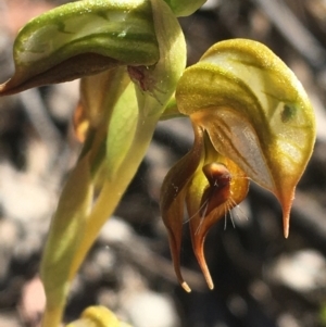 Oligochaetochilus calceolus at Bungonia, NSW - suppressed