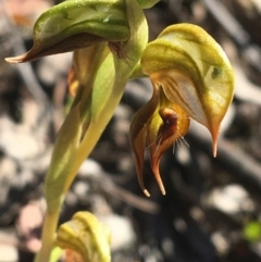 Oligochaetochilus calceolus at Bungonia, NSW - suppressed