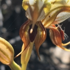 Oligochaetochilus calceolus at Bungonia, NSW - suppressed