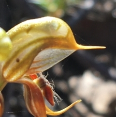 Oligochaetochilus calceolus at Bungonia, NSW - suppressed