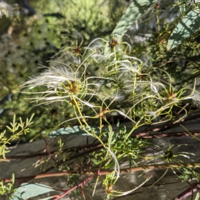 Clematis leptophylla (Small-leaf Clematis, Old Man's Beard) at Mount Majura - 31 Oct 2021 by abread111