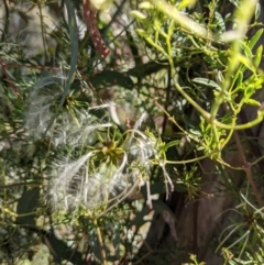 Clematis leptophylla at Watson, ACT - 31 Oct 2021