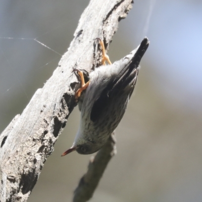 Daphoenositta chrysoptera (Varied Sittella) at Hawker, ACT - 31 Oct 2021 by AlisonMilton