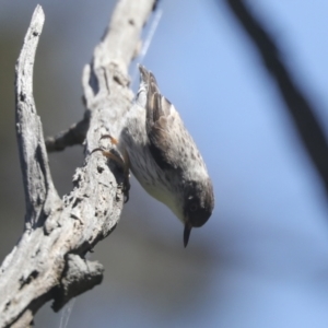 Daphoenositta chrysoptera at Hawker, ACT - 31 Oct 2021