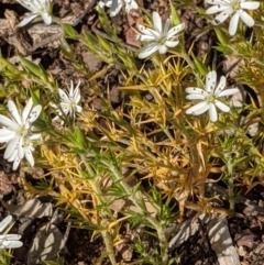 Stellaria pungens (Prickly Starwort) at P11 - 31 Oct 2021 by abread111