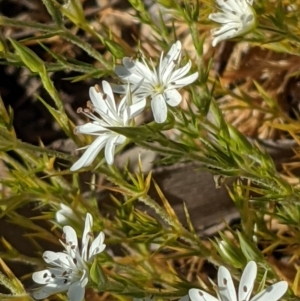 Stellaria pungens at Watson, ACT - 31 Oct 2021