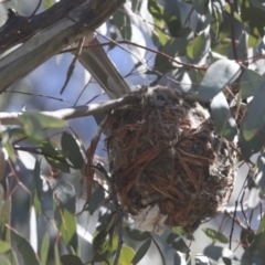 Philemon corniculatus (Noisy Friarbird) at Hawker, ACT - 31 Oct 2021 by AlisonMilton