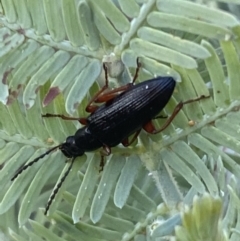 Lepturidea sp. (genus) (Comb-clawed beetle) at Jerrabomberra, NSW - 31 Oct 2021 by SteveBorkowskis