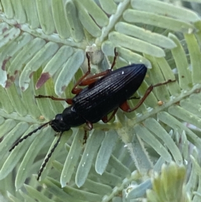 Lepturidea sp. (genus) (Comb-clawed beetle) at Jerrabomberra, NSW - 31 Oct 2021 by SteveBorkowskis