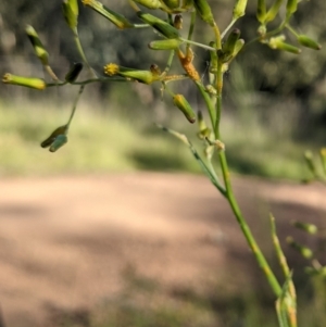 Senecio sp. at Watson, ACT - 31 Oct 2021