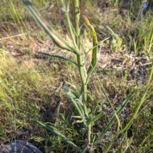 Senecio sp. at Watson, ACT - 31 Oct 2021