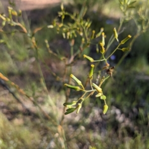 Senecio sp. at Watson, ACT - 31 Oct 2021