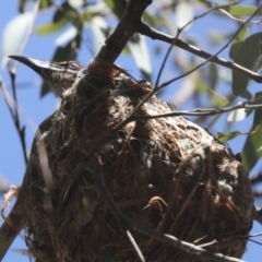 Philemon corniculatus (Noisy Friarbird) at Hawker, ACT - 31 Oct 2021 by AlisonMilton