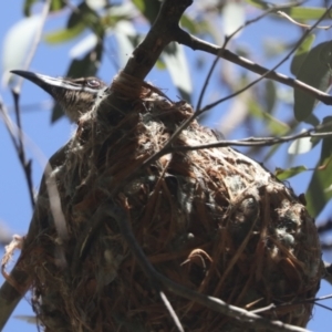 Philemon corniculatus at Hawker, ACT - 31 Oct 2021