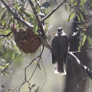 Philemon corniculatus at Hawker, ACT - 31 Oct 2021