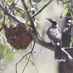 Philemon corniculatus at Hawker, ACT - 31 Oct 2021