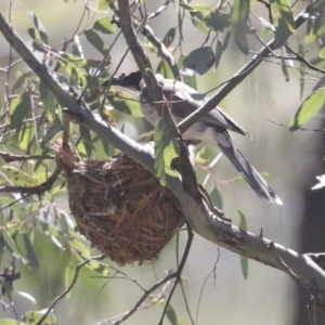 Philemon corniculatus at Hawker, ACT - 31 Oct 2021