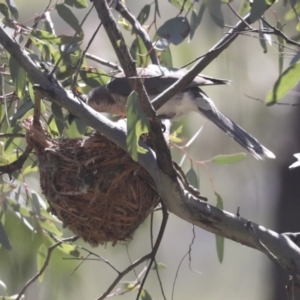 Philemon corniculatus at Hawker, ACT - 31 Oct 2021