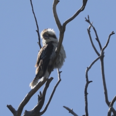 Dacelo novaeguineae (Laughing Kookaburra) at Hawker, ACT - 31 Oct 2021 by AlisonMilton