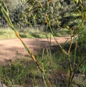 Rust fungus at Watson, ACT - 31 Oct 2021 05:29 PM