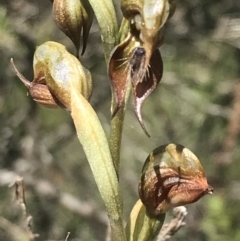 Oligochaetochilus calceolus (Bungonia Rustyhood) at Bungonia, NSW - 31 Oct 2021 by Tapirlord