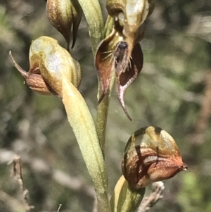 Oligochaetochilus calceolus at Bungonia, NSW - 31 Oct 2021