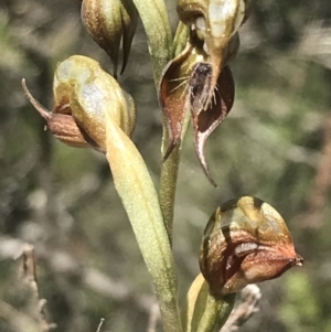 Oligochaetochilus calceolus at Bungonia, NSW - 31 Oct 2021