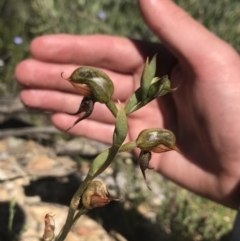 Oligochaetochilus calceolus at Bungonia, NSW - 31 Oct 2021