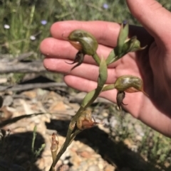 Oligochaetochilus calceolus at Bungonia, NSW - 31 Oct 2021