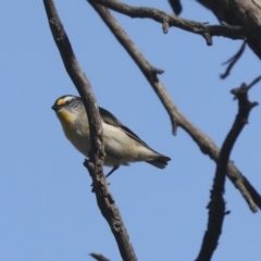 Pardalotus striatus (Striated Pardalote) at The Pinnacle - 31 Oct 2021 by AlisonMilton