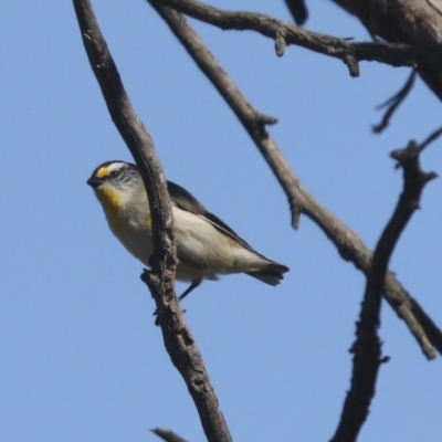 Pardalotus striatus (Striated Pardalote) at Hawker, ACT - 31 Oct 2021 by AlisonMilton