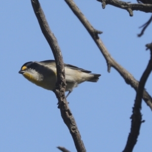 Pardalotus striatus at Hawker, ACT - 31 Oct 2021