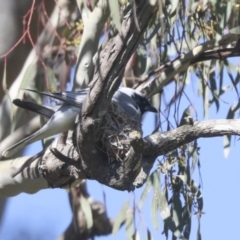 Coracina novaehollandiae (Black-faced Cuckooshrike) at Hawker, ACT - 31 Oct 2021 by AlisonMilton