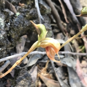 Oligochaetochilus calceolus at Bungonia, NSW - 31 Oct 2021