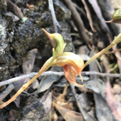 Oligochaetochilus calceolus (Bungonia Rustyhood) at Goulburn Mulwaree Council - 31 Oct 2021 by Tapirlord