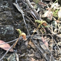 Oligochaetochilus calceolus at Bungonia, NSW - 31 Oct 2021