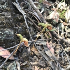 Oligochaetochilus calceolus at Bungonia, NSW - 31 Oct 2021