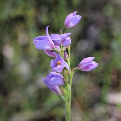 Thelymitra ixioides (Dotted Sun Orchid) at Chiltern, VIC - 30 Oct 2021 by KylieWaldon