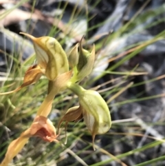 Oligochaetochilus calceolus (Bungonia Rustyhood) at Goulburn Mulwaree Council - 31 Oct 2021 by Tapirlord