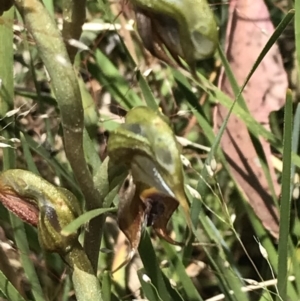 Oligochaetochilus calceolus at Bungonia, NSW - suppressed