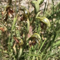 Oligochaetochilus calceolus at Bungonia, NSW - suppressed